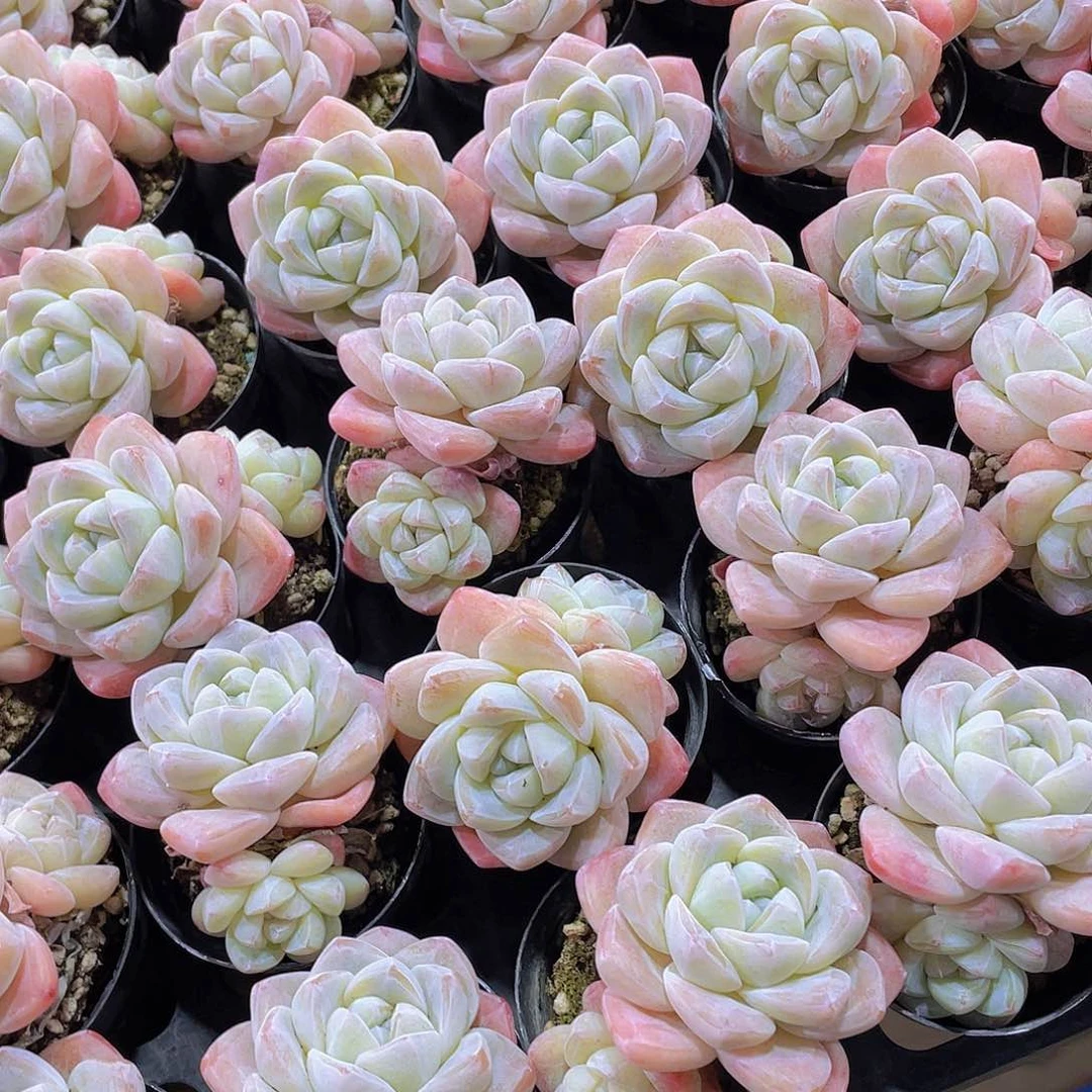 610号 全状态樱花钻石冰玉双头2个