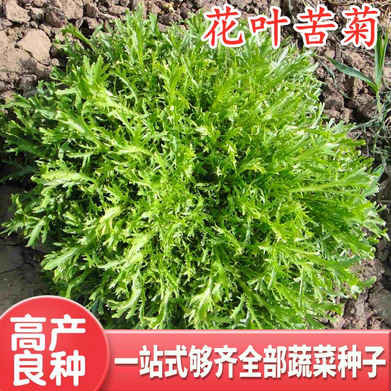 花叶苦苣种子碎叶苦菊种籽四季蔬菜生菜败火清口四季保健菜