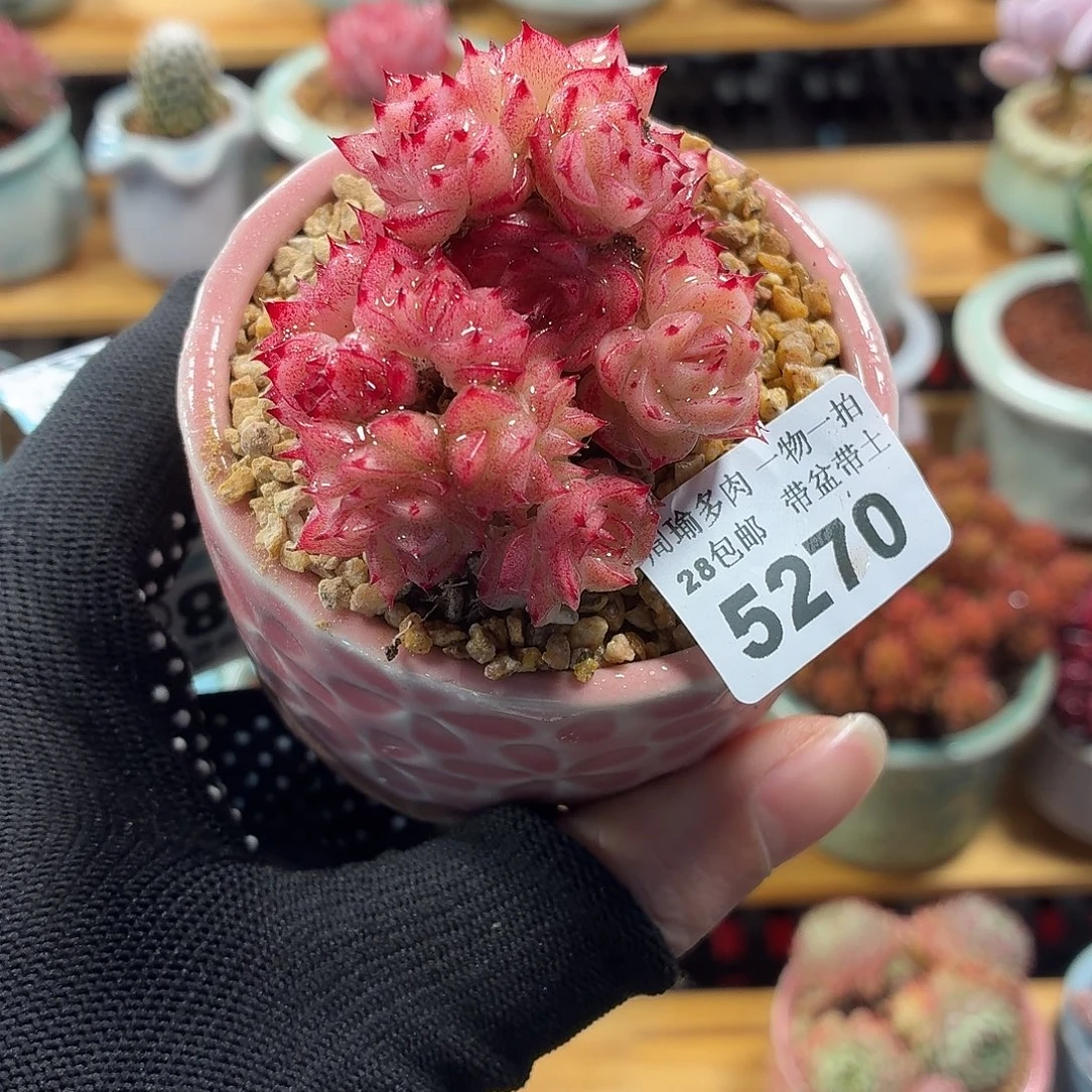 5厘米盆精控多肉5270