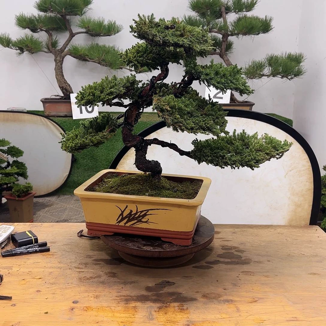 R*盆景盆景盆景盆景