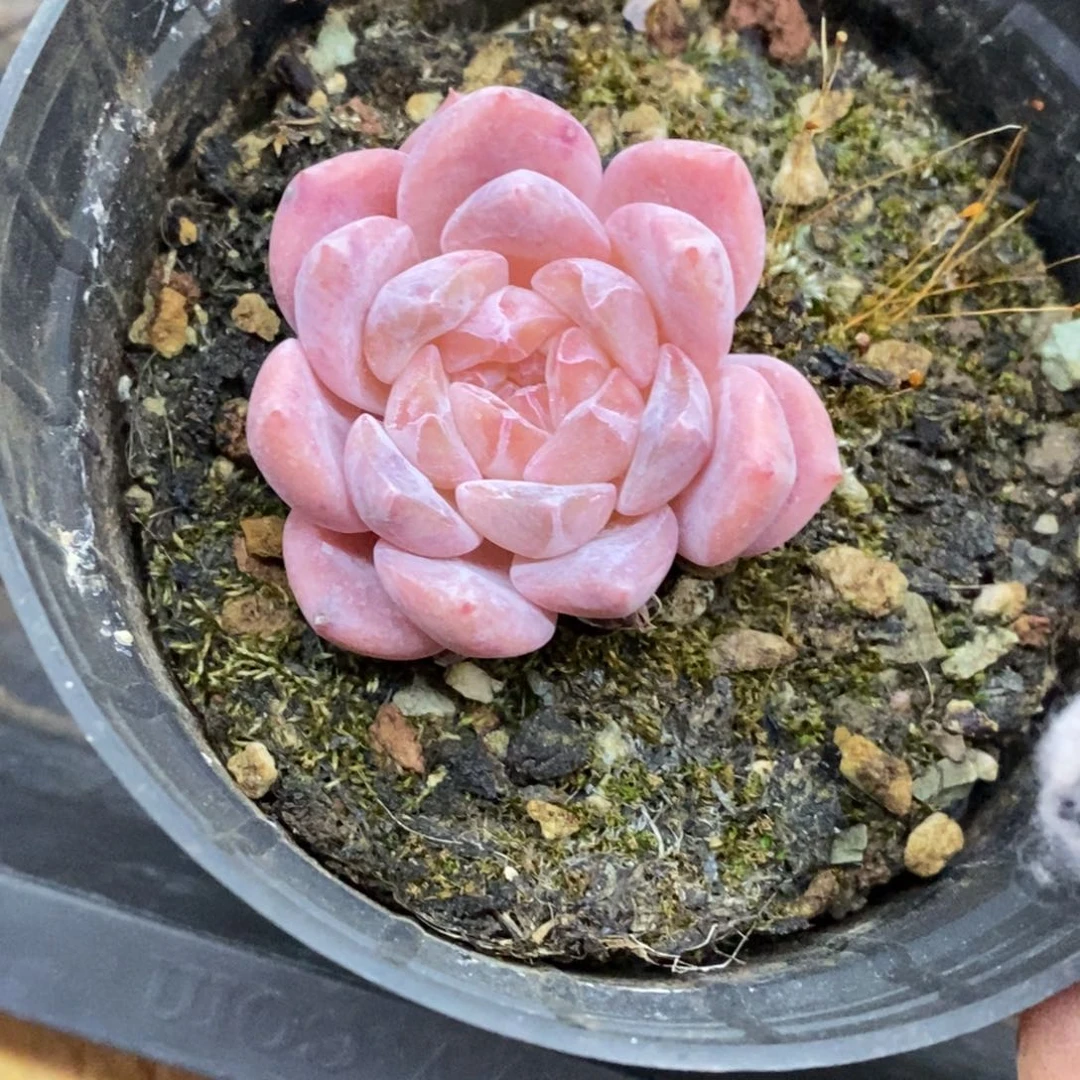 精品多肉一物一拍不包整180
