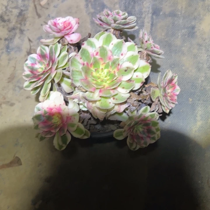 不包侧枝一物一拍74