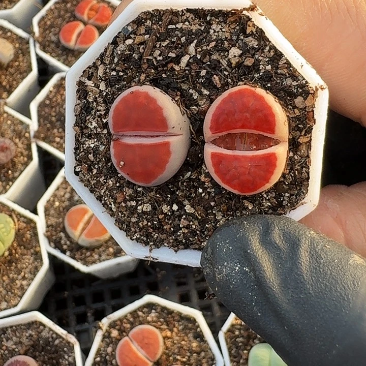 生石花11111。      258