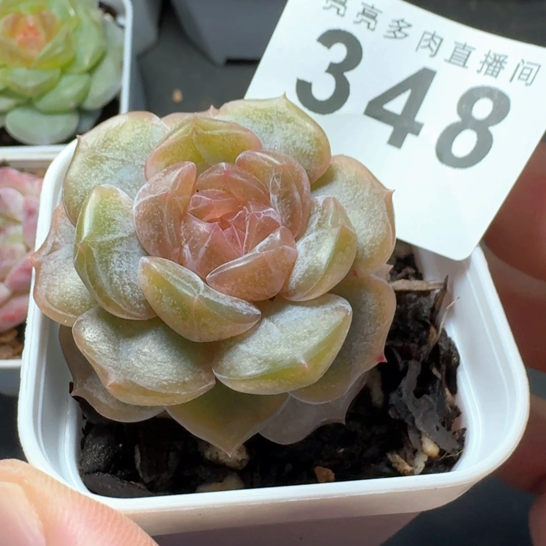 彩色恋人            精美多肉植物