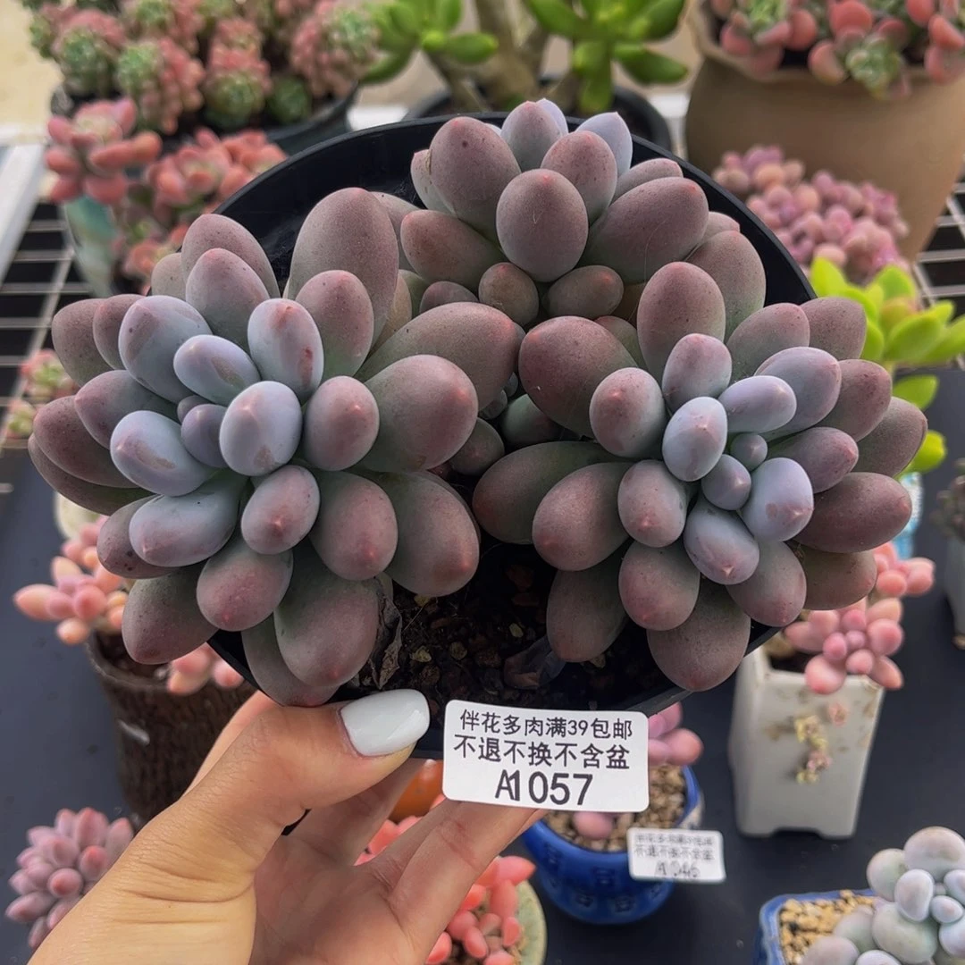 057-蛋黄奶多肉13cm