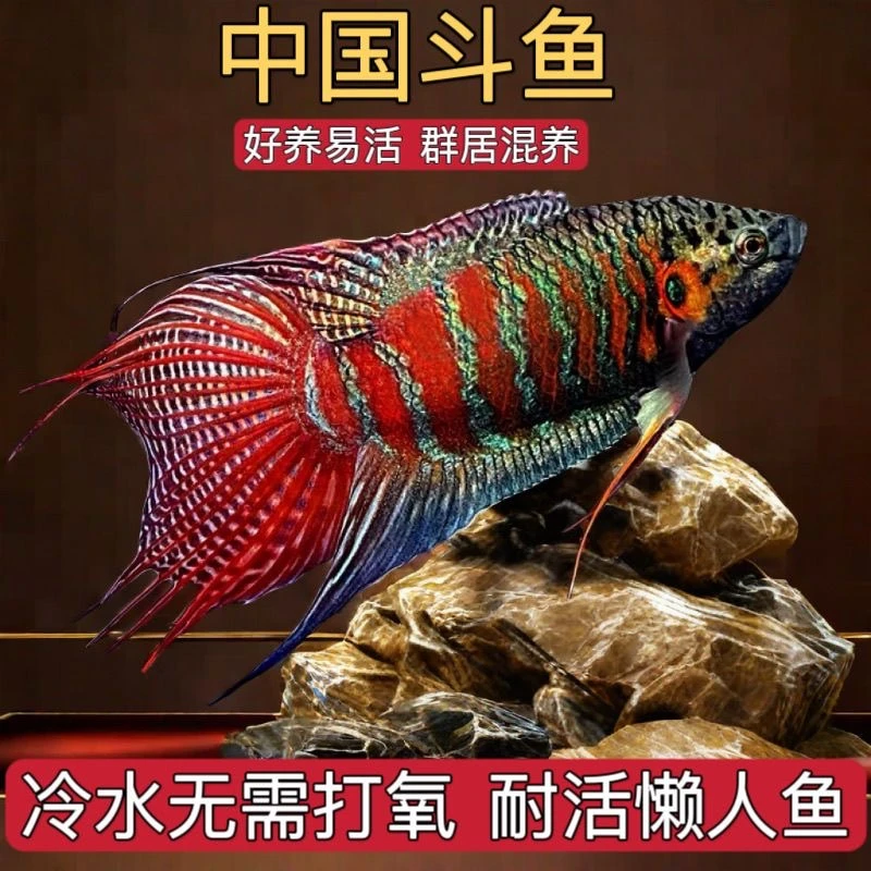 中国斗鱼改良谱3-5