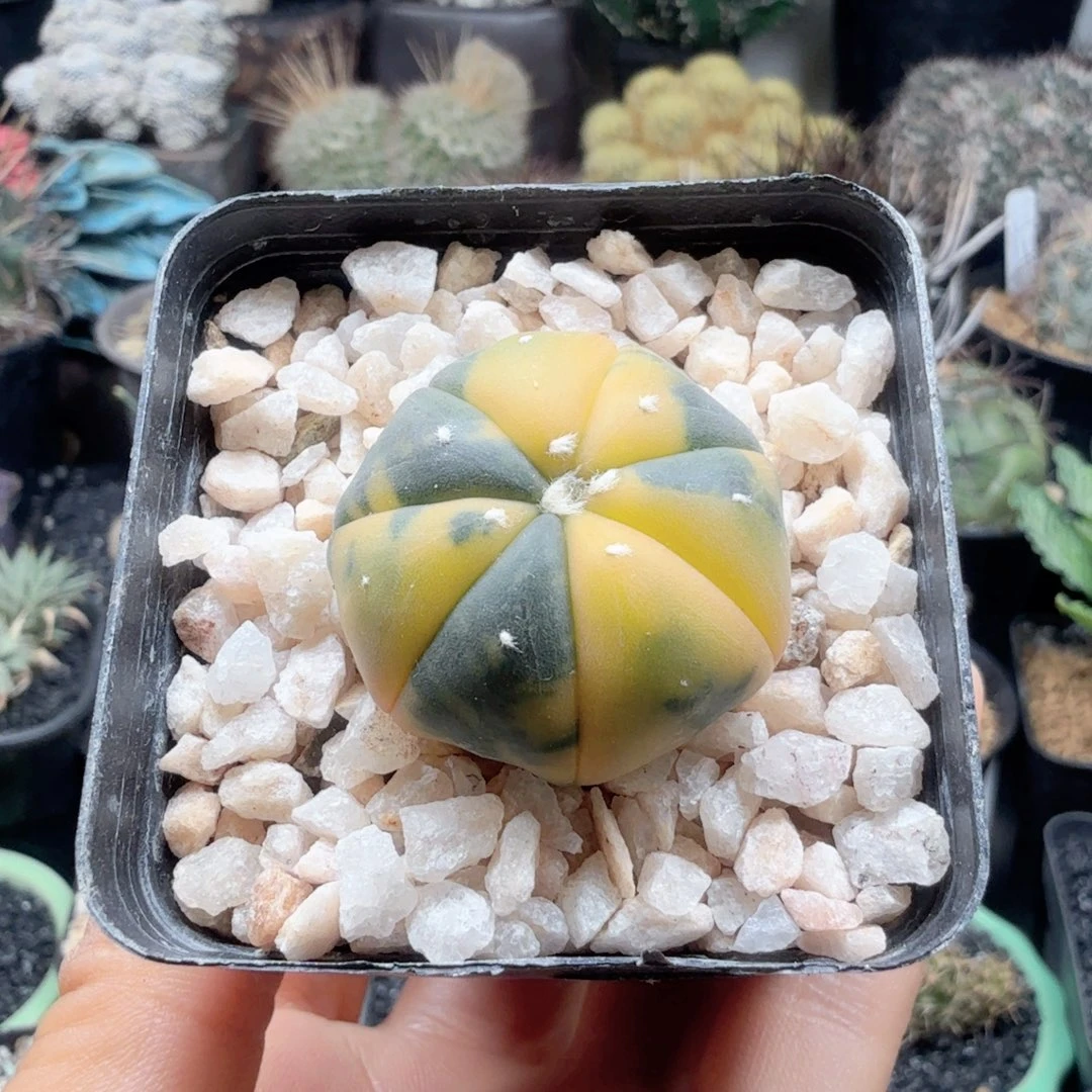 实生兜锦晨夕花坊