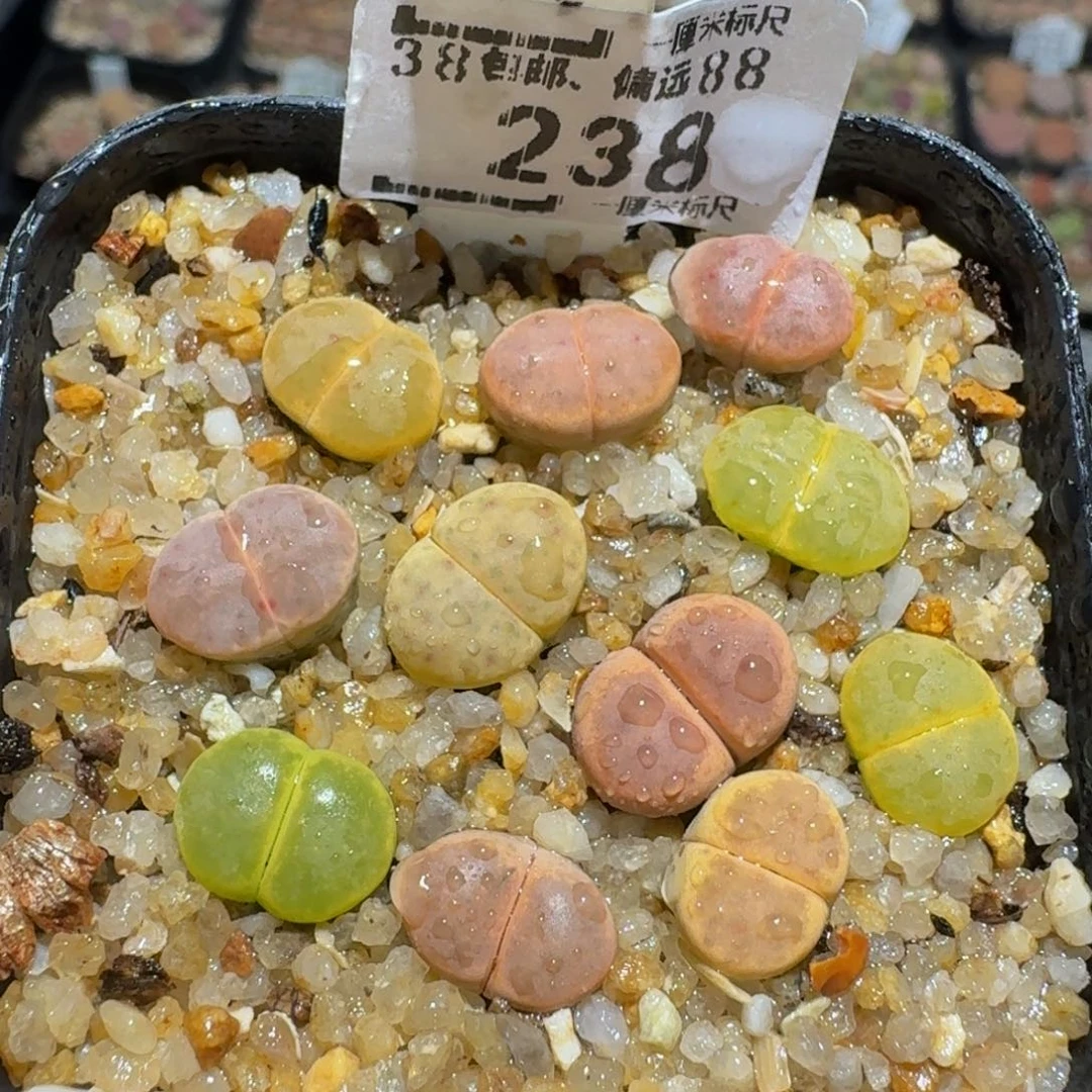 zzzz生石花肉锥238