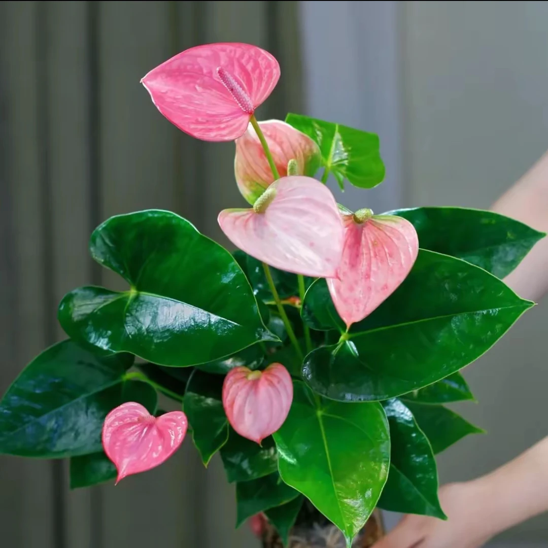 粉掌水培植物带花发货室内好养四季开花花卉绿植四季开花好养