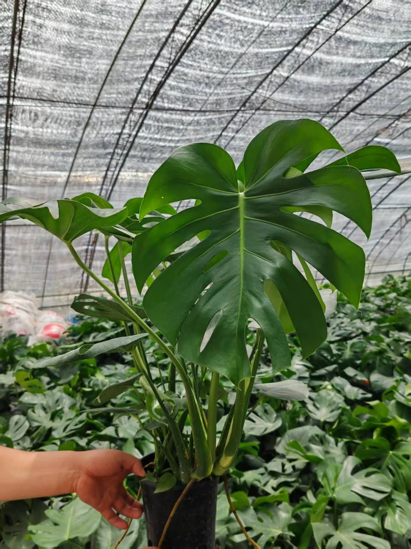 （2）龟背竹大叶开背盆栽室内客厅绿植土培水培净化空气