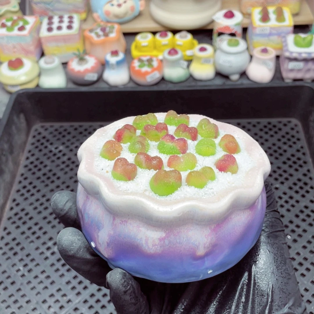 w5824--带盆土发货