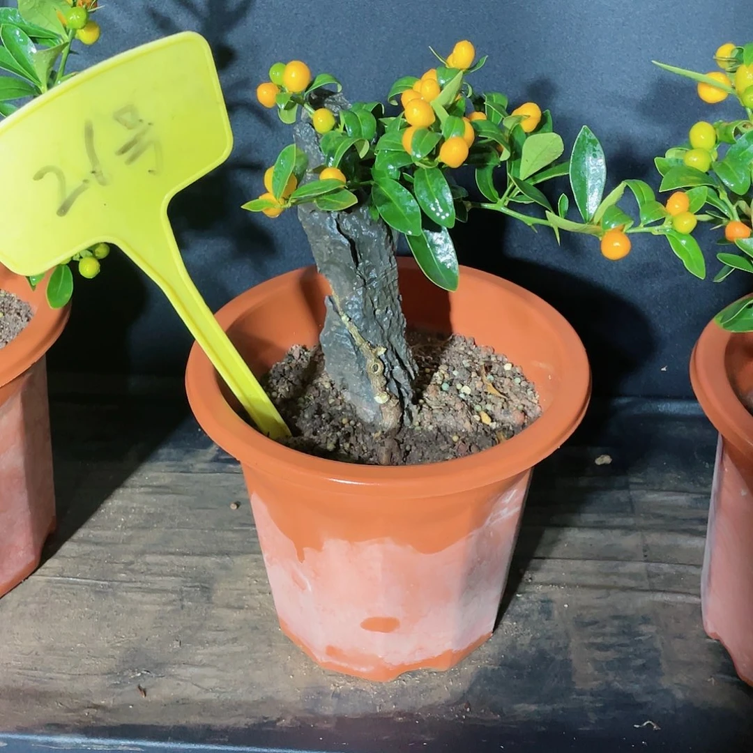 蟹*李熊大花艺一物一拍1号