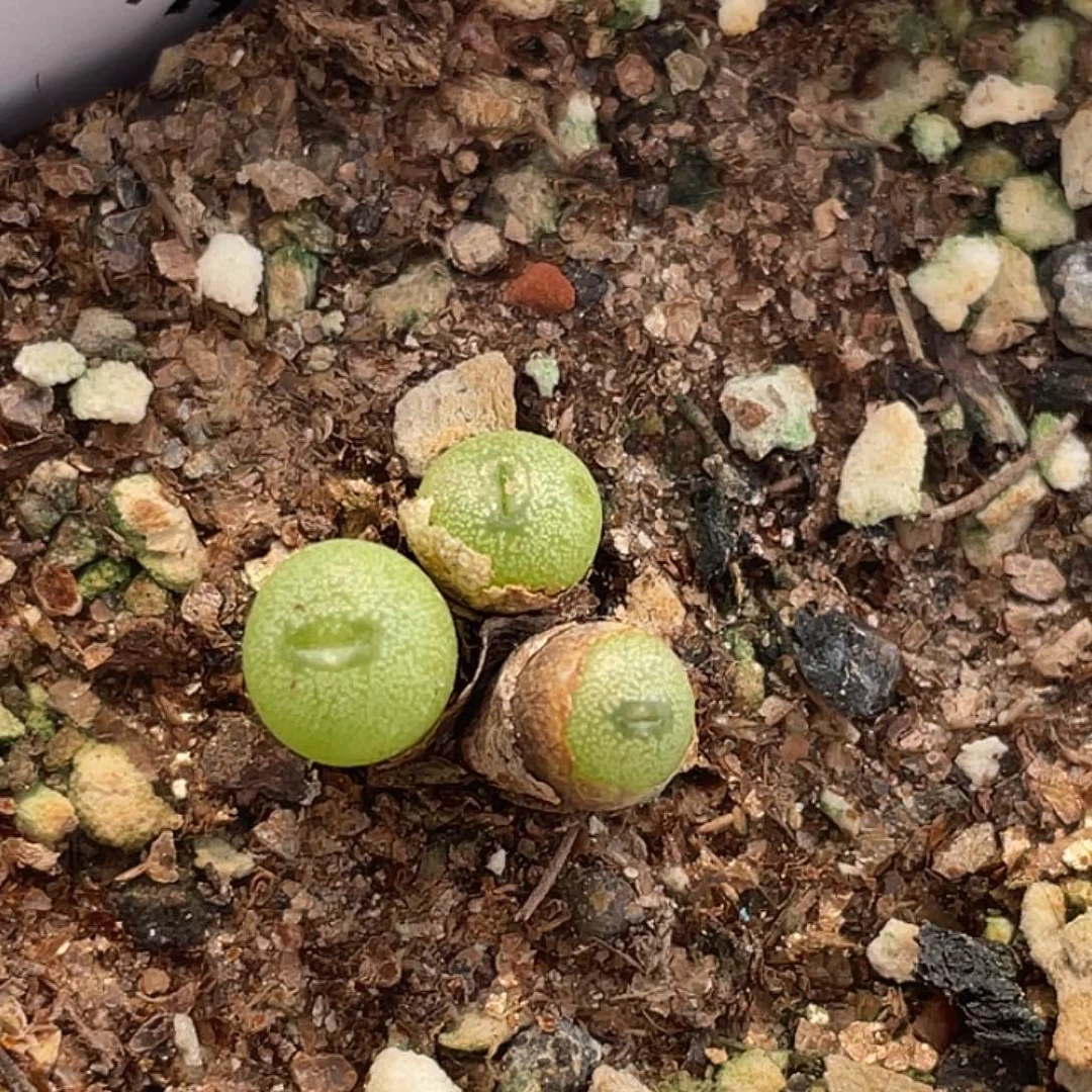 17-51黄花小海豚多肉植物