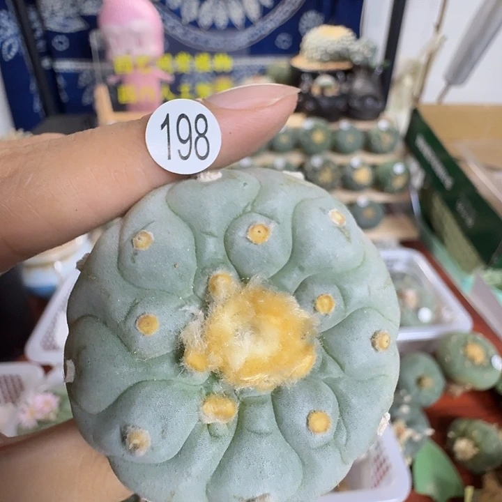 迈***8198福利拍卖园艺观赏植物