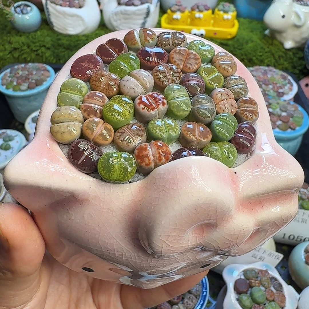 尼***）多肉植物开播福利冲1055