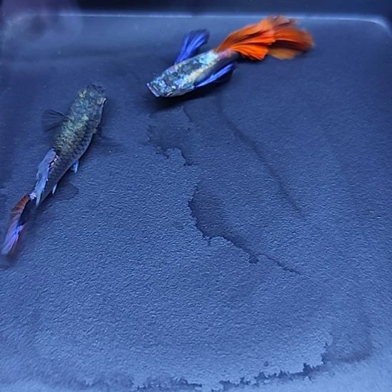 孔雀鱼26白金象耳一对