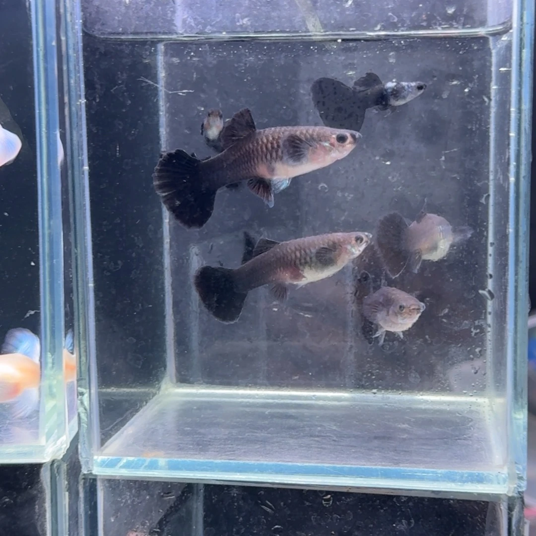 海水鱼三母四公艾尔银蓝尾