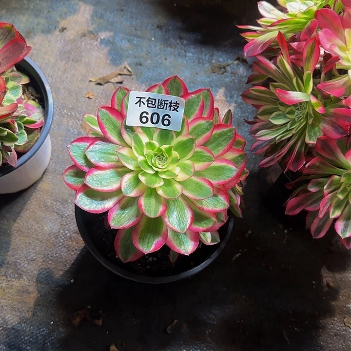 606多肉法师锦111