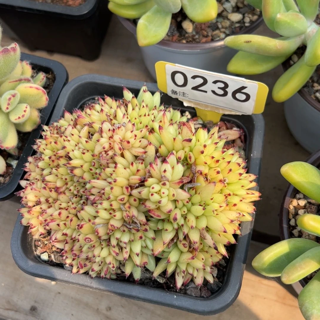 虎鲸缀化多肉植物