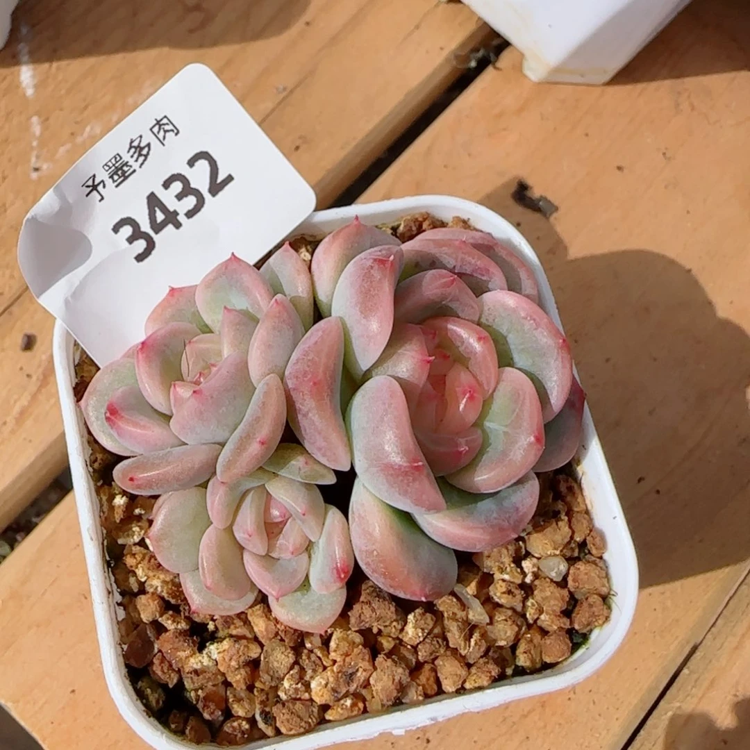 荔枝甜心群，3432多肉植物