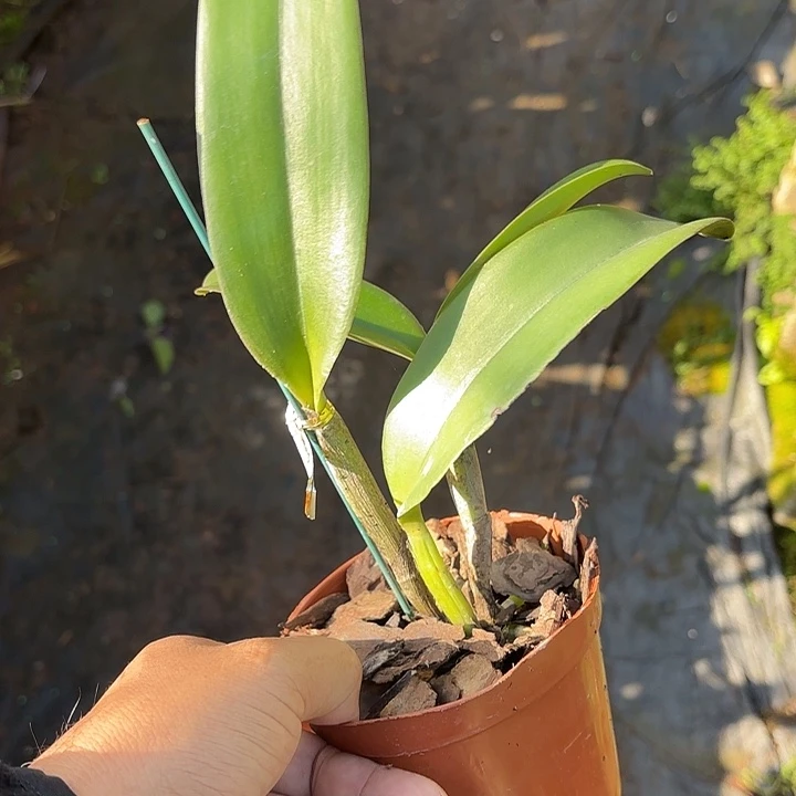 完全开放蓝色情诗