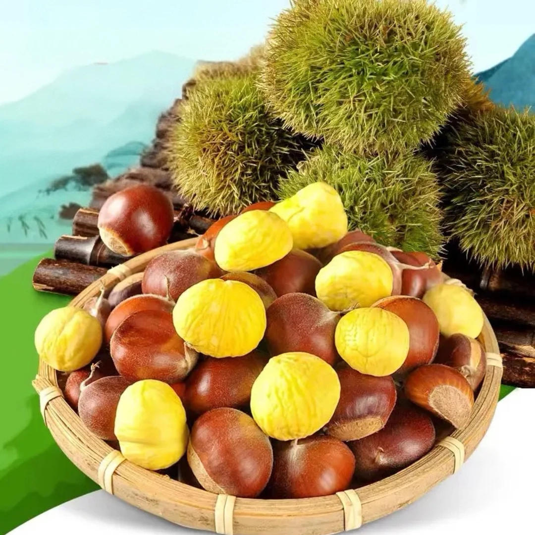 贵州高山板栗子新鲜粉糯/大小混装发货坏果包赔