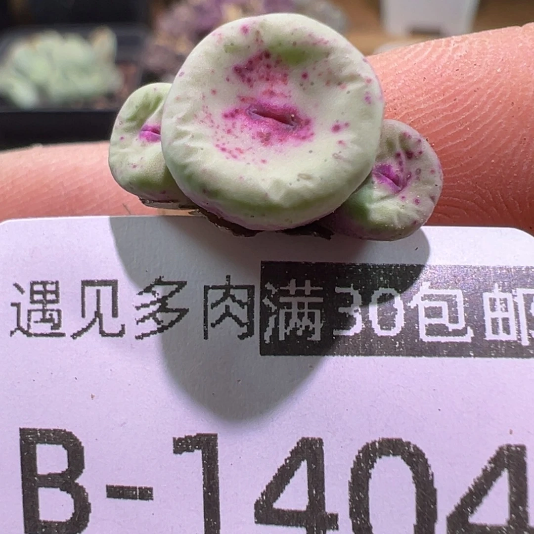 多肉植物1111111111111