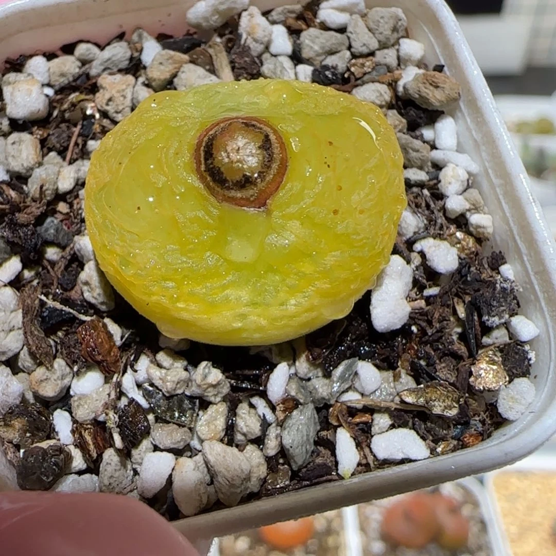 肉锥多肉植物百科5-520