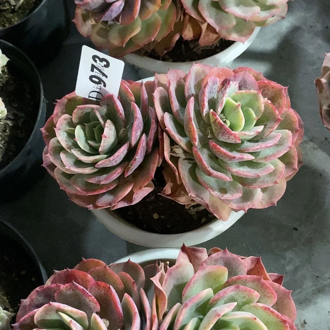 葉**…973白雪公主多肉植物