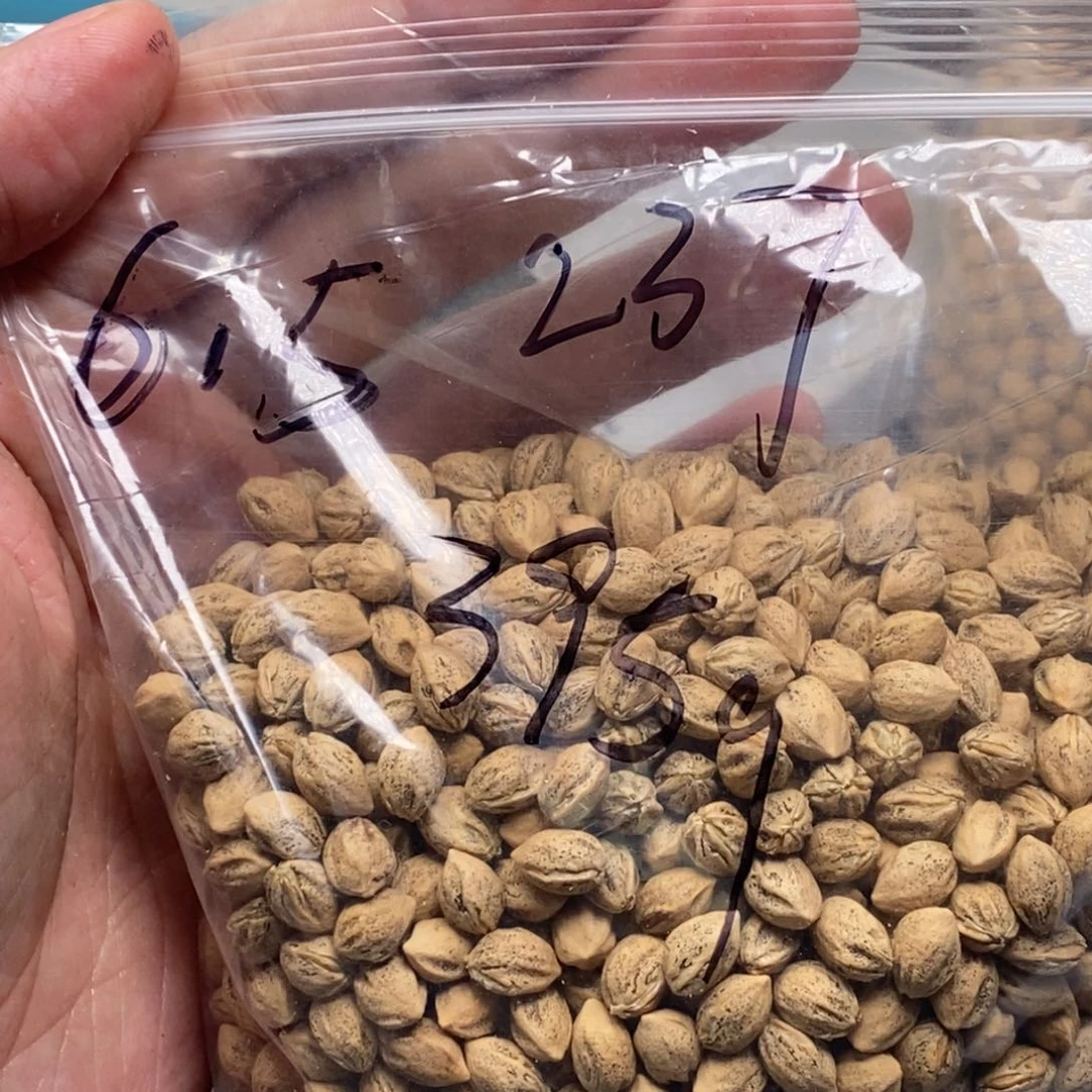 柏香籽/百香籽吊坠花*镜