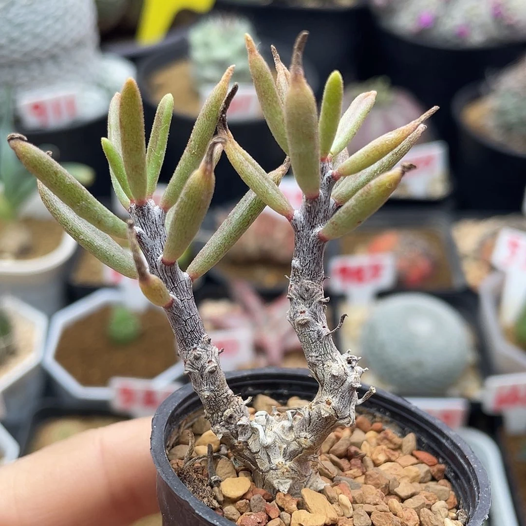 夜叉姬奇峰锦属仙人球多肉