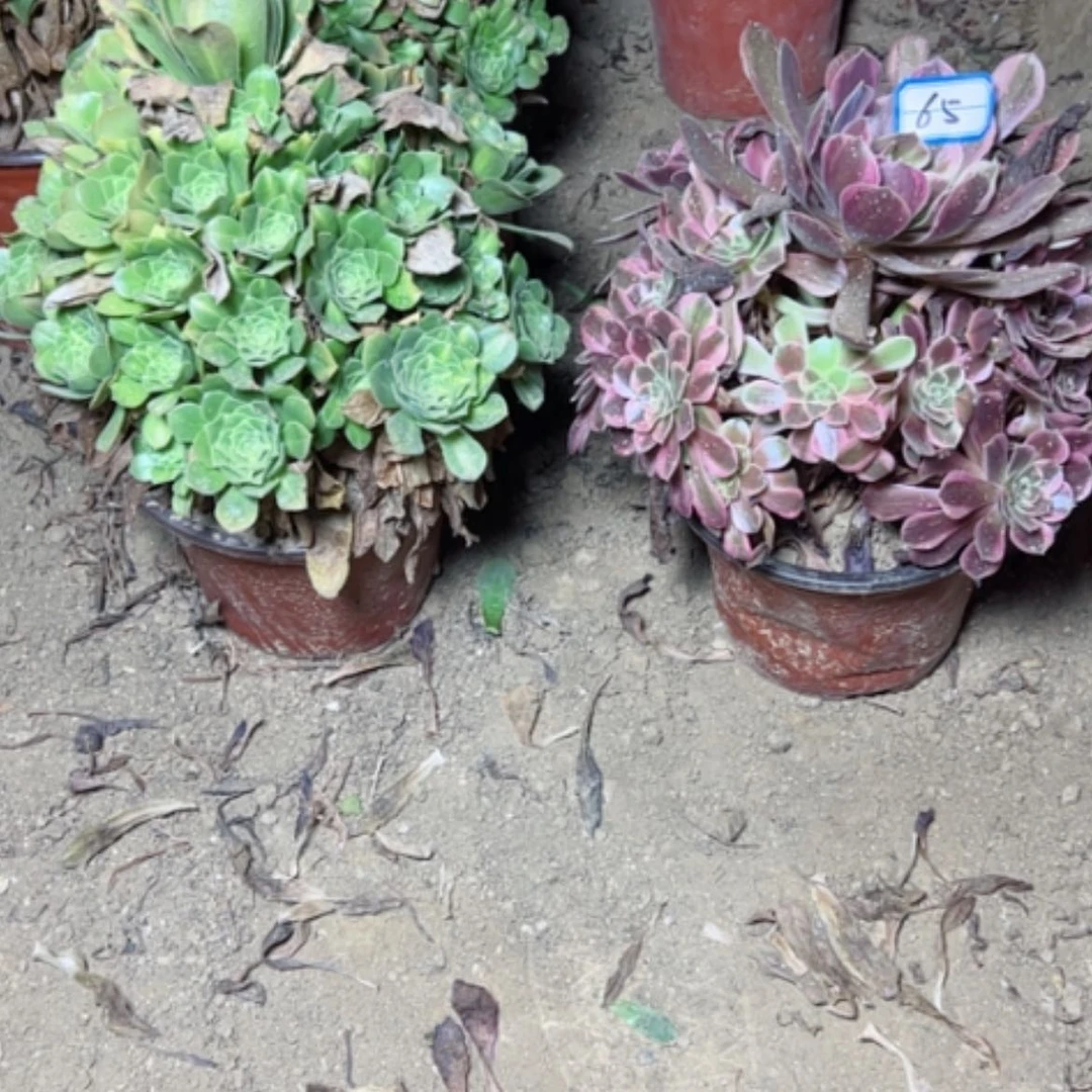 【闪购商品】*️**断枝不包65