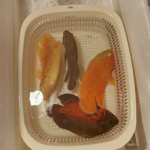 黑图白图血图野图