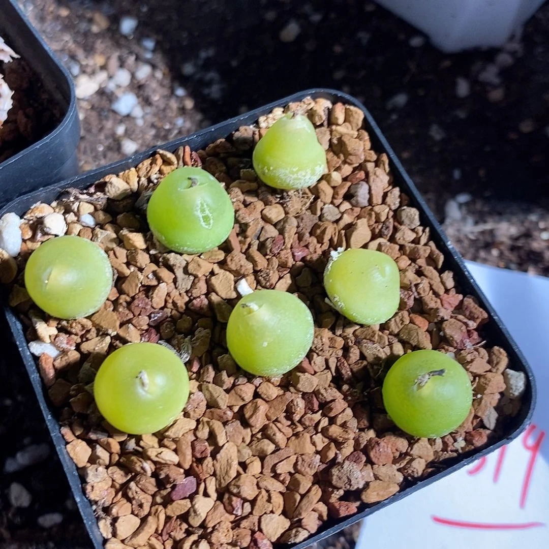 11319。 大葫芦一颗。