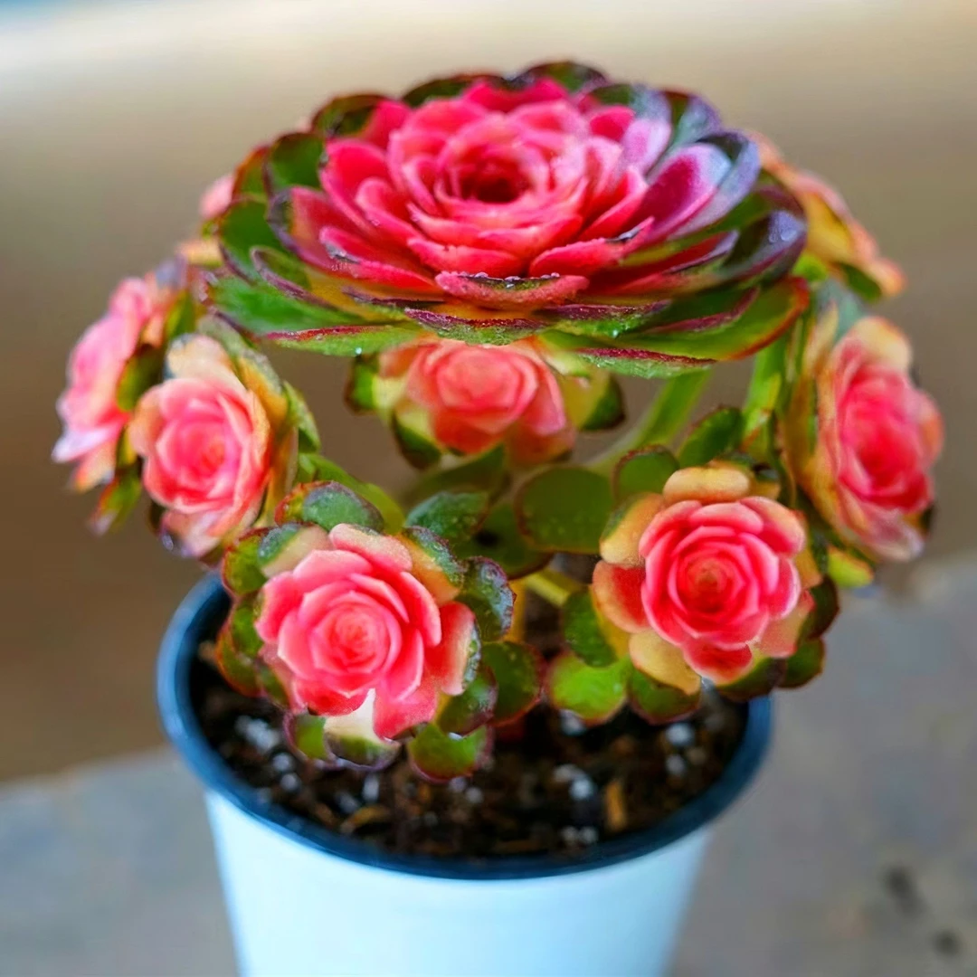 牡丹仙子 多肉植物 好看好养  办公室 居家 绿植 盆栽带盆带土