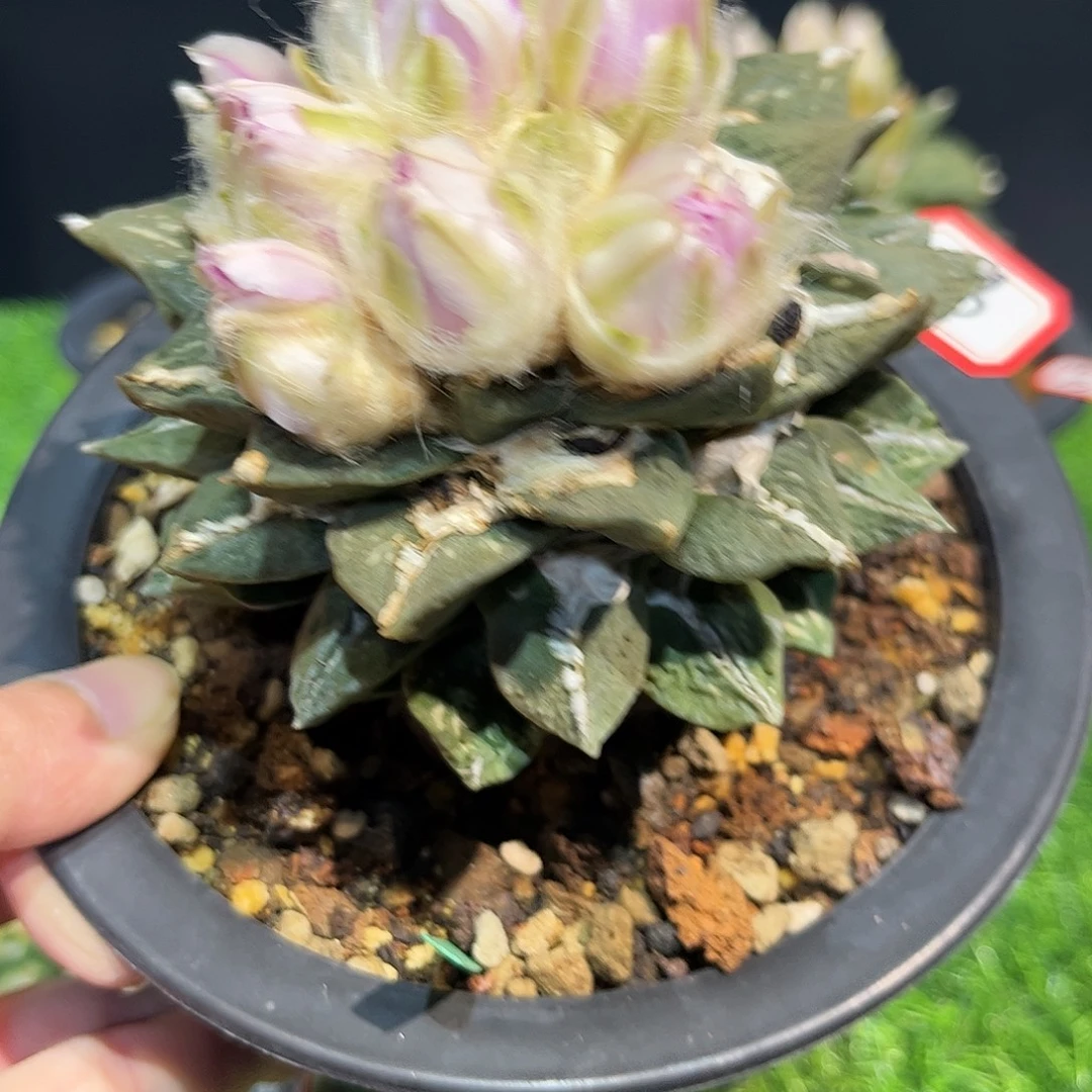 28号自根中筋龙牙怒涛