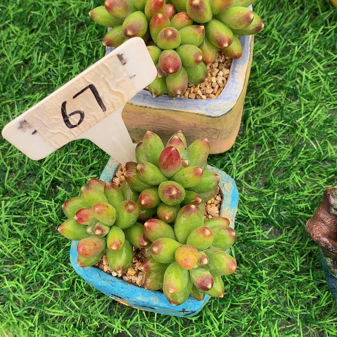 大****馆千代田多肉植物27272