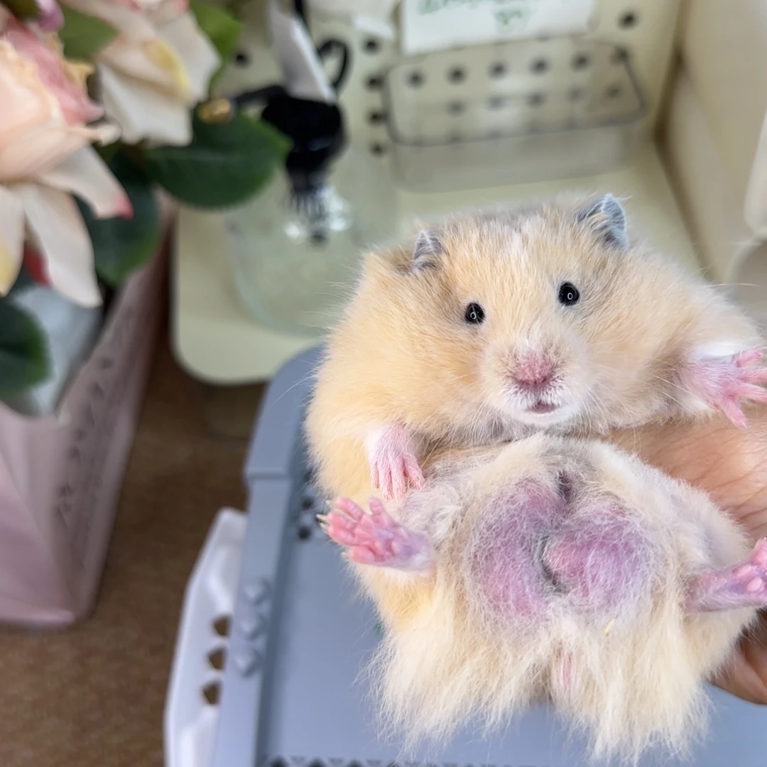 奶油黄弟弟8.03生