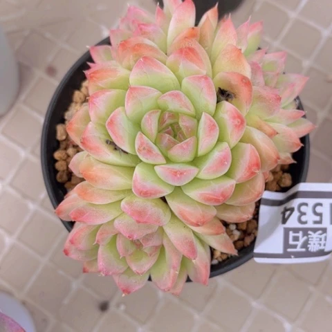 女王1534多肉植物