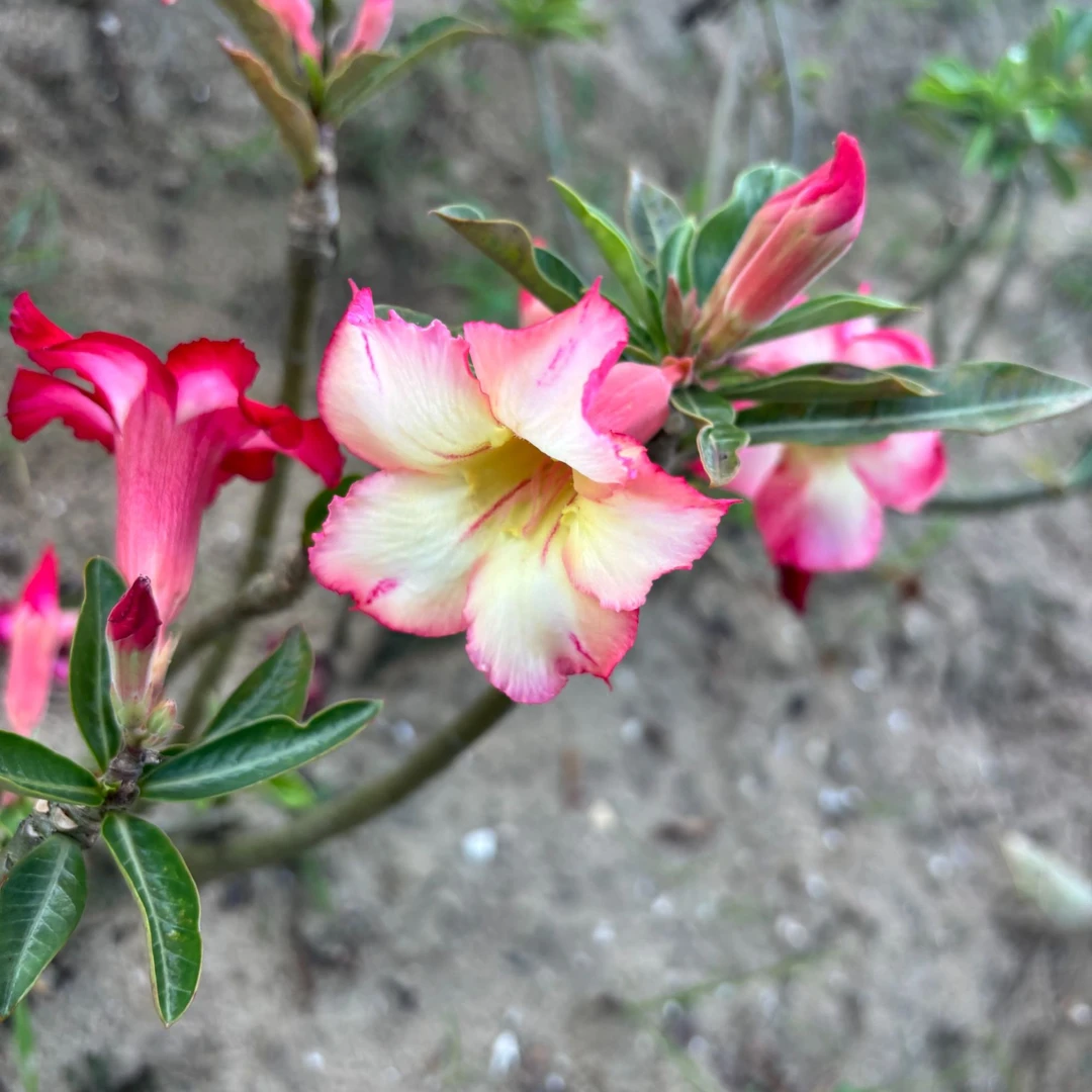 沙漠玫瑰花带盆   一物一拍
