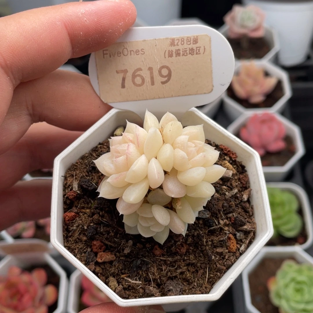 白天鹅7619-4厘米