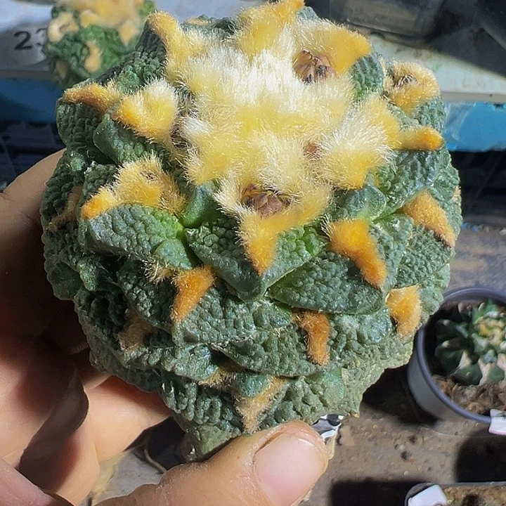 金毛钩尤龟甲502仙人球