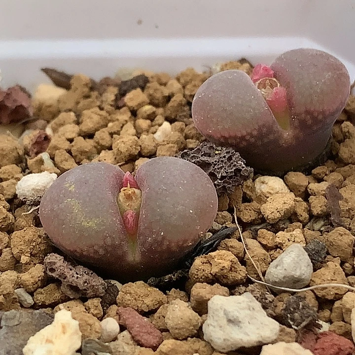 精品多肉植物精品多肉