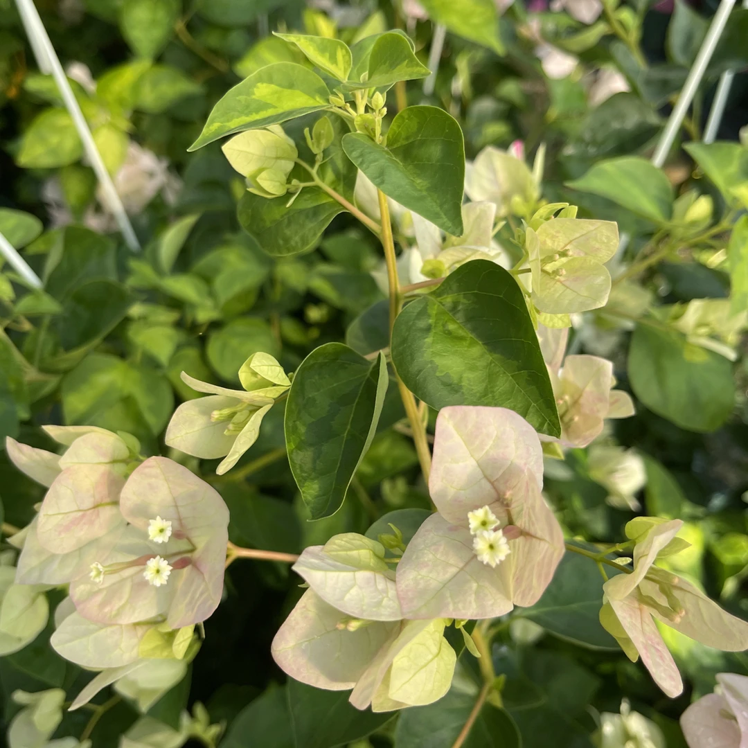 【暗斑五宝】三角梅原生高飘，默认运输途中掉花掉叶，小断枝介意慎拍