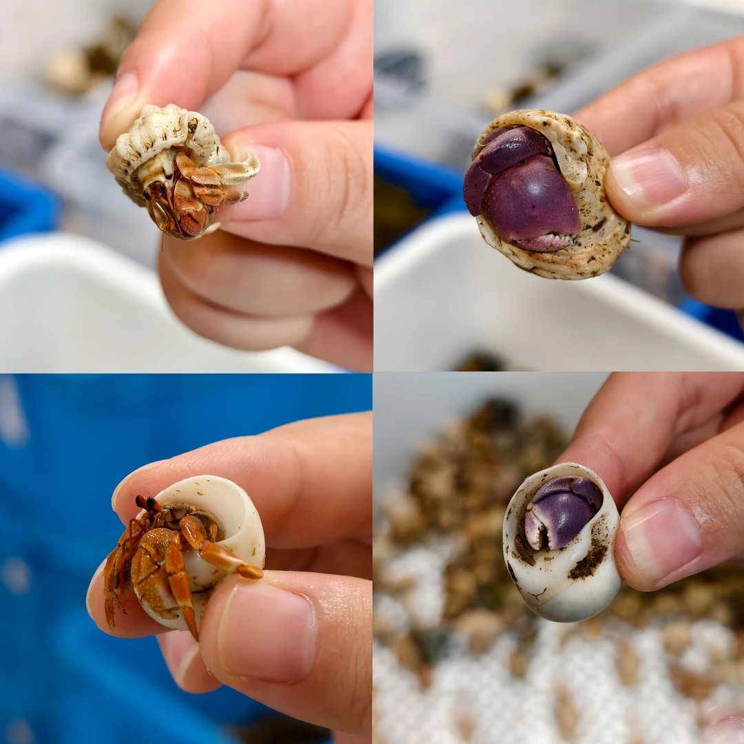 F101-F199宠物寄居蟹陆生爬宠观赏淡水蟹/直播选拍【来噻精选】