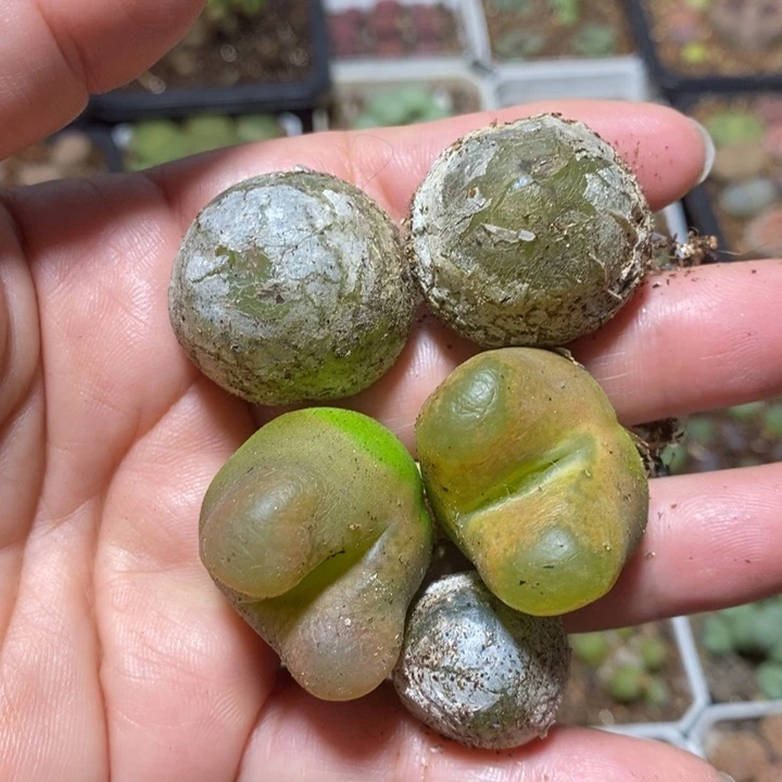 优选灯泡大毛特价