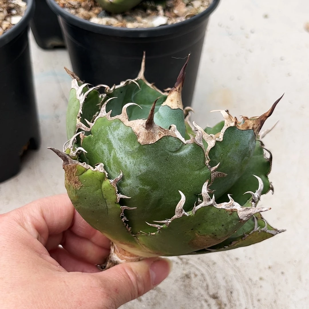 黃***丶正版白鲸潮流植物