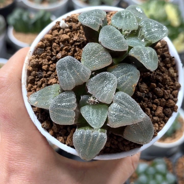 双头青瓷多肉植物