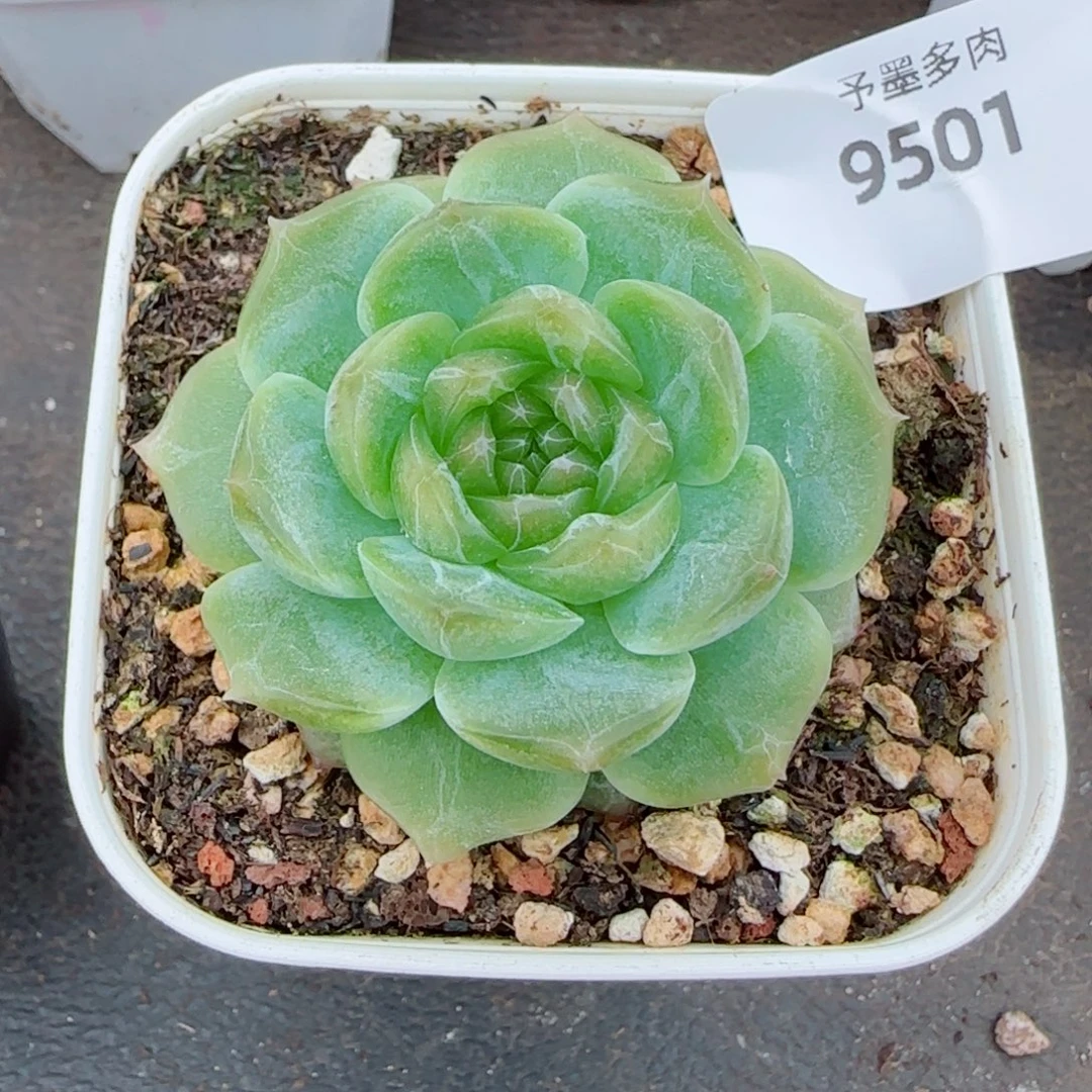 无尽灯，9501多肉植物