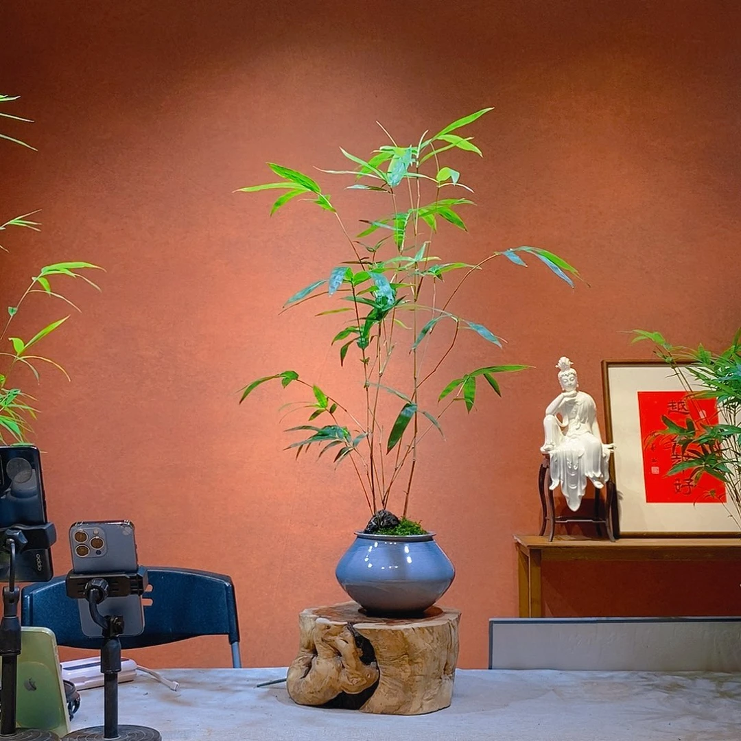 拾***悦无花朵老桩精品竹盆景作品